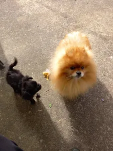 Clinique Veterinaire Du Marais à Rochefort