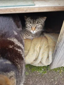 Clinique vétérinaire de Morhange – Le Lézard Bleu à Morhange