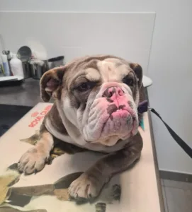 Veterinary Dr. Joly Clinic à Ferrières-en-Brie