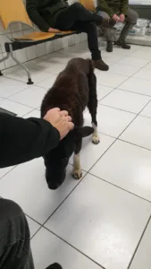 Dr Clavel & Belmaure à Saint-Gilles