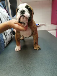 SELARL de Vétérinaires MEDULI – Dr CRUCHON Virginie à Pauillac