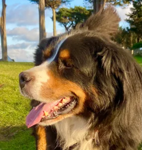 Cabinet Vétérinaire du Docteur Lebreton à Paimpol