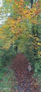 Lyons-la-Forêt à Lorleau