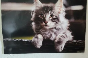 Clinique Vétérinaire du Centre à Vernon