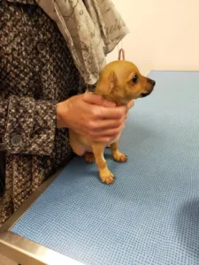 Clinique Vétérinaire St Jean Vauban à Savigneux