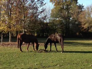 Clinique Vétérinaire du Val d’Aure à Osmanville