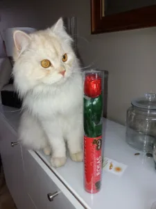 Veterinary Clinic of Beauroy à Saint-Florentin