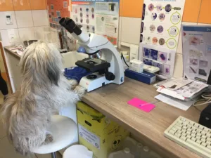 Clinique vétérinaire de Pléaux à Pleaux