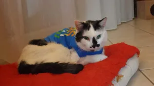 SCP de Vétérinaires Drs Pellegrini-Thevenot-Bedaton à Argences