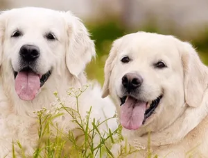 Vet Clinik à Saint-Pierre-de-Chandieu
