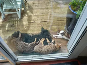 Sylvie Veterinary Clinic Sahores à Saint-Quay-Perros