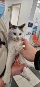 Clinique Bellevet à Bailleul