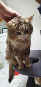 Clinique Vétérinaire l’Escale à Plérin