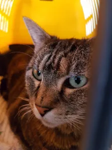 Clinique Vétérinaire du Dr BERNADINE à RIGNY