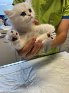 Aanivet: Clinique Vétérinaire des Deux Vallées à Saint-Martin-d'Hardinghem