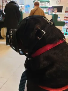 Vet’ in the Moun – Cabinet vétérinaire Coeur de Ville de St Pierre du Mont à Saint-Pierre-du-Mont