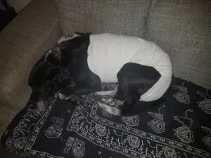 Veterinary Clinic and Deponthieux Vandendeyck à Quérénaing