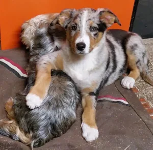 Clinique Vétérinaire entre les Forts SELARL à Bracon