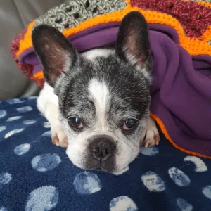 Clinique vétérinaire de la Dague à Pons