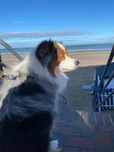 Clinique vétérinaire des Dunettes à Cabourg