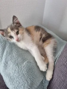 Veterinary Clinic Vetidoc à Bagneux