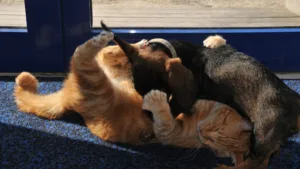 Emmenez votre animal de compagnie pour des soins et suivis auprès avec Clinique vétérinaire du port La Grande Motte inscrit dans notre annuaire pour trouver votre Vétérinaire autour de moi sur La Grande-Motte pour prendre soin de votre chat, chien, […]