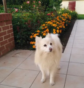 Dillies Stephane à Quiévrechain