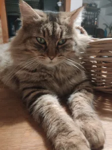 Cabinet vétérinaire Univet Saint-Rémy-de-Sillé à Saint-Rémy-de-Sillé