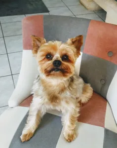 Colmant Didier à Paimpol