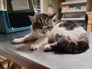 Cabinet vétérinaire VétOzilhan à Saint-Hilaire-d'Ozilhan