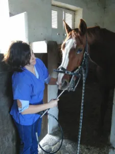 Cabinet vétérinaire du Fléchet à Saint-Augustin-des-Bois