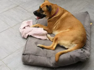 BON CHEF BONCHIEN à Montagny-Sainte-Félicité