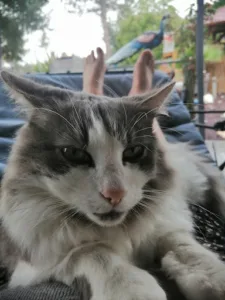 Cabinet vétérinaire de la Lieue à Saint-Martin-de-la-Lieue