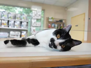 Clinique Vétérinaire Les Alois à Couilly-Pont-aux-Dames