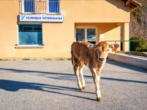 LE SAULT DE LA VACHE Cabinet Vétérinaire à Belcaire