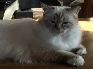 CABINET VÉTÉRINAIRE CÉLESTE des Drs Audoin et Etienne à Chessy