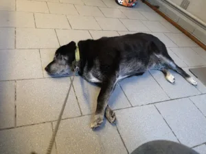 Cabinet Vétérinaire Canche et Authie à Frévent