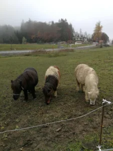 Cabinet Vétérinaire du Col à Châtillon-sur-Cluses