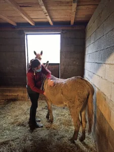 La Clinique du Cheval, Vet’équins du Jat à Fréjairolles