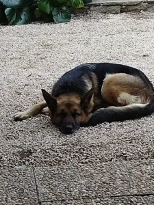 Veterinary clinic beaches of Saint-Tropez à Saint-Tropez