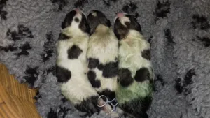 Pineau Jean-Christophe à Champlitte