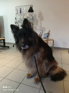 Clinique Vétérinaire des Drs Philippe Boidin et Franck Desitter à Arques