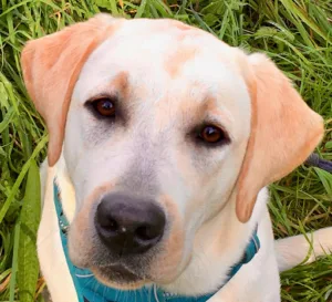 Dr Vét. Aline LOOCK LEROUX – VET EDUC à Longfossé