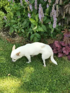 Cabinet Vétérinaire Auclert Benoît Garbasi Carole et Rocheteau Nathalie SCP à Rochefort
