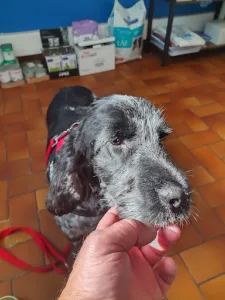 Cabinet vétérinaire de l’Yères – Dr Galy à Criel-sur-Mer