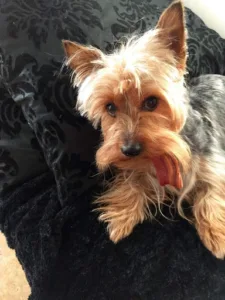 Clinique Vétérinaire de la Prévôté (Uniquement sur rendez-vous) à Pérenchies