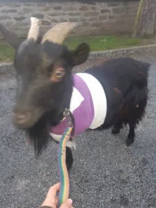 Clinique Vétérinaire Mon Véto Villers à Villers-Bocage