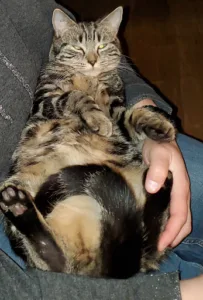 Wery Maud à Pradines