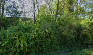 Victoire de Moustier vétérinaire-ostéopathie-acupuncture à Larchant