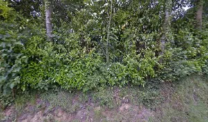 Dejean Marc à Rocquefort